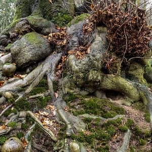 Викторина «Виды корней типы корневых систем»