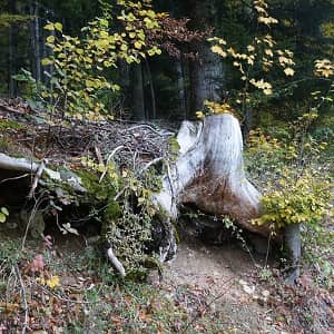 Викторина «Вегетативное размножение покрытосеменных растений»