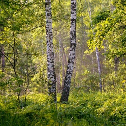 Тест по сказке Вагнера «Берёза»