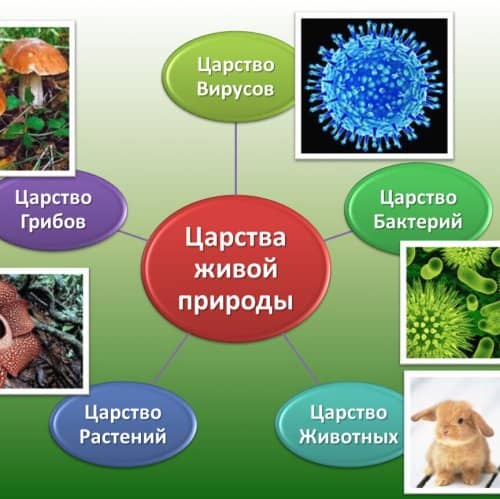 Тест: Биология 5 Класс