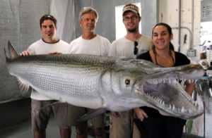 alligator_gar