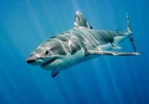 The great white shark in the big blue