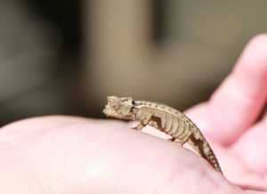 brookesia-minima