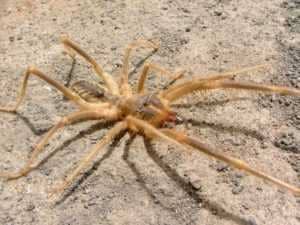 camel_spider