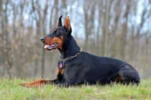 doberman_sobaka