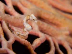 Pygmy seahorse - Hippocampus denise