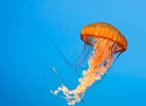 Pacific Sea Nettle, Chrysaora fuscescens, West Coast Sea Nettle,