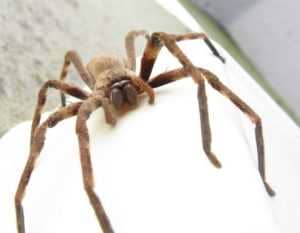 huntsman_spider