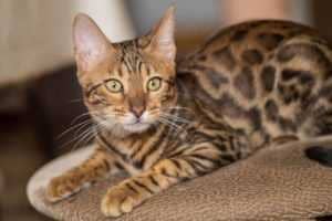 koshka_bengal