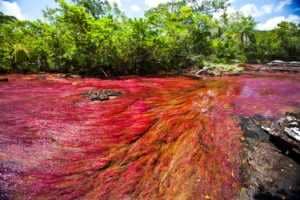 Caño Cristales