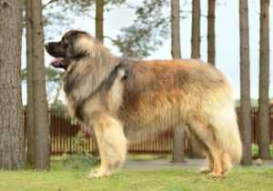 leonberger_poroda