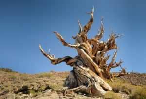 Bristlecone Pines in the Ancient Bristlecone Pine Forest, White