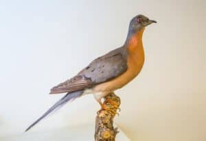 Passenger pigeon