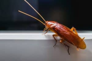 Close up Cockroach on white a bowl