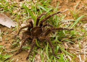 theraphosa_blondi