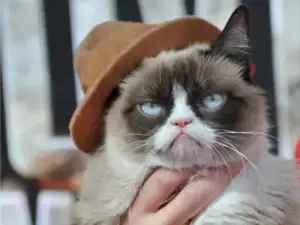 Grumpy Cat