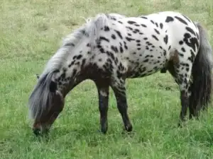 Аппалузская